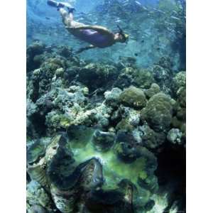 Snorkeller Hangs Above the Reef in Marovo Lagoon, with Giant Clam in 