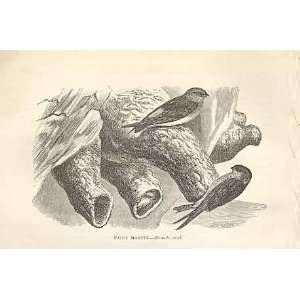  Fairy Martin 1862 WoodS Natural History Birds