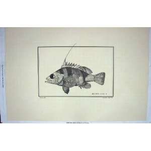  Fish Werner Dules Auriga Schmelth Large Print C1802