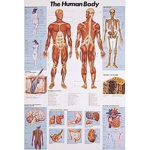  The Human Body Muscle Poster Laminated