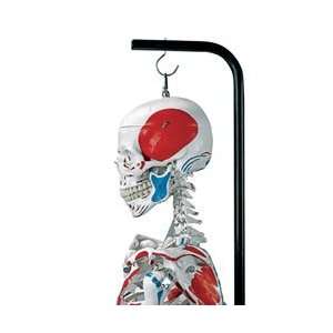  Muscular Skeleton, Hanging, Natural Cast Health 