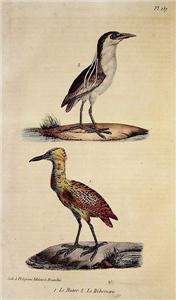 1830 Buffon Hand Colored Plate 137 LE BUTOR Heron  