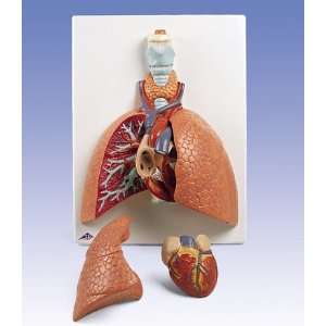  Anatomical Lung Model w/ Larynx