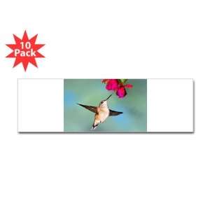    Bumper Sticker (10 Pack) Black Chinned Hummingbird 