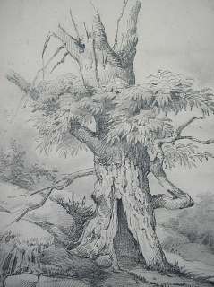 FINE ANTIQUE DRAWING 1886 OLD TREE SIGNED DATED FRENCH  