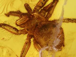 Fossil ARANEAE Nice SPIDER Inclusion in Genuine BALTIC AMBER + HQ 