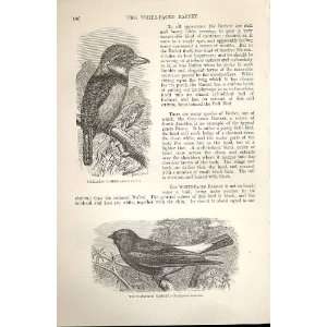  Collared Barbet, White Backed Barbet Birds 1862
