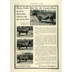 1923 Ad Batchelder Farms Mont Vernon New Hampshire Devon Cattle Cows 