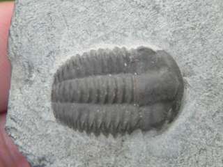   Ellipsocephalus Hoffi Cambrian 542 MILLION YEARS OLD FOSSIL   