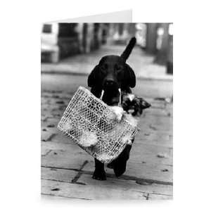  Cute Dog and Cat   Greeting Card (Pack of 2)   7x5 inch 