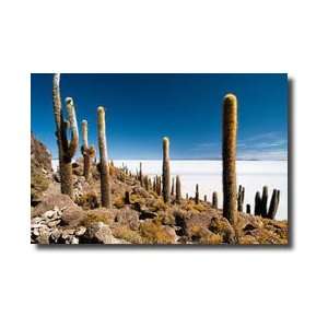  Cacti Overlook Worlds Largest Salt Flat Salar De Uyuni 