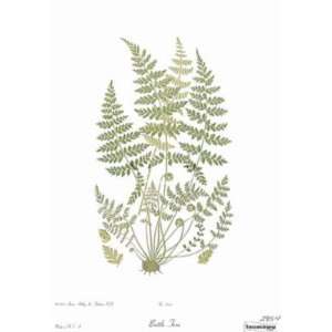  Brittle Fern     Anonymous 9x13