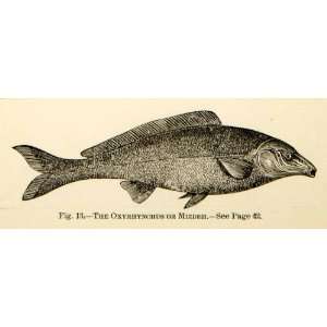   Fish Historic Nile River   Original In Text Wood Engraving Home