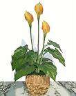 Calla Lily Plant   21 (53cm)   Artificial Real Touch Imitation 