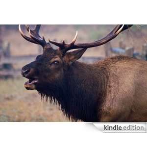 Elk   Animal Kingdom App Book Shop  Kindle Store