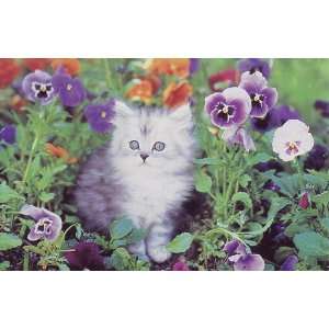  Unused Collectible CAT KITTEN PANSIES FLOWERS POSTCARD 