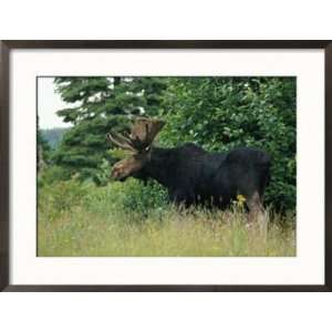 Large Bull Moose in Tall Grass on the Edge of a Forest Animals 