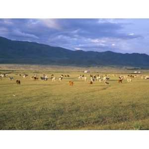  Goats and Cattle, Uureg Nuur Lake, Uvs Province, Mongolia 