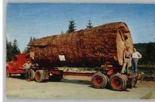 PostcardGiant Fir LogLogging Truck  