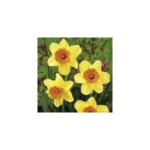  8 Narcissus Masked Light Daffodil Flower Bulbs Patio 