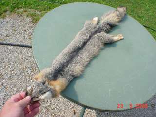 Grey ~gray fox pelt tanned hide skin western wild fur  