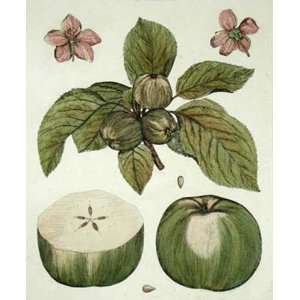  Colville Blanche Etching , Botanical Fruits Floral 