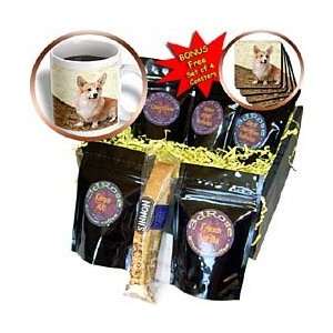 Dogs Corgi   Pembroke Welsh Corgi   Coffee Gift Baskets   Coffee Gift 