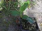 Elettaria Cardamomum Edible Cardamom Spice Ginger Herb Plant