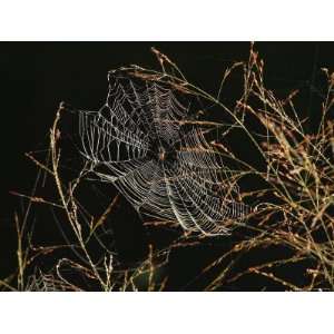  An Orb Weaving Spider Sitting in the Center of Its Web 