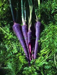 Purple Haze Carrot SWEET Flavor, Treat For the kids 50+ seeds Organic 