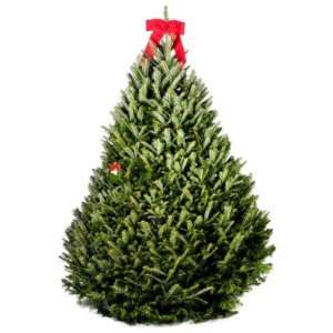 The Christmas Tree Company 6.5 7ft Fresh cut, Premium grade Fraser Fir 