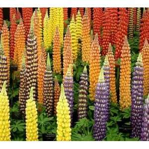  50 Russel MIX Lupine Seed Patio, Lawn & Garden