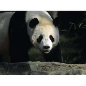 Giant Panda Walks Through a Summer Sun Patch, National Zoo, Washington 
