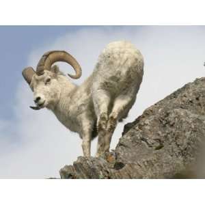 Alaska, Anchorage, Precarious Perch 50,000 Dall Sheep Call Alaska 