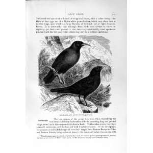   NATURAL HISTORY 1894 95 RED BILLED ALPINE CHOUGH CROW