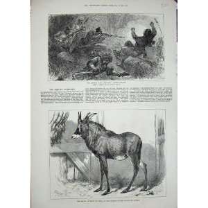  1879 Afhgan War Loose Wallahs Antelope Nubia Zoological 