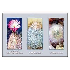  Vintage Art Thelocactus, Bicolor, Var. Wagnerianus   10011 