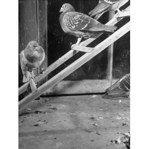  Pigeons in a Coop Resting in Psychologist Gustav Eckstein 