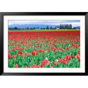 Tulip Festival, Skagit County, Washington, USA Collections Framed 