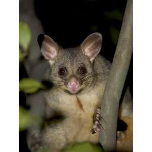  Common Brushtail Possum (Trichosurus Vulpecula), Pebbly 