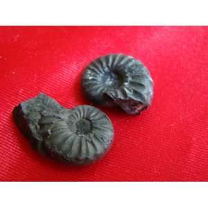  S8308 Black Ammonite Fossil Double Sided 2 pcs Healing 