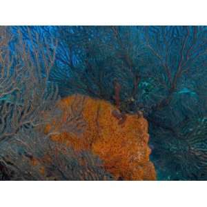  Deep Water Sea Fan and Encrusting Orange Sponge, Hol Chan 