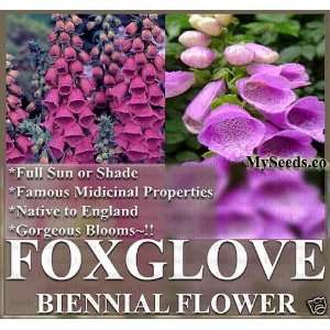  1 oz (390,000+) PURPLE FOXGLOVE Flower Seeds Digitalis 