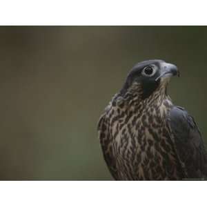 Portrait of a Juvenile Peregrine Falcon (Falco Peregrinus) Stretched 