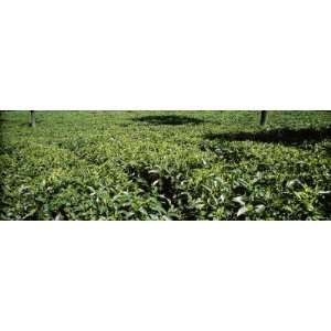 Tea Plantation, Coonoor, Nilgiris, Kerala, India by 