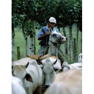  Horseback Rancher Moving Herd of Cattle, Guapiles, Costa Rica 
