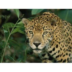  A Jaguar Pauses in the Foliage National Geographic 