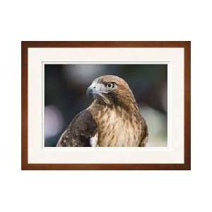  Redtailed Hawk Ojai California Framed Giclee Print