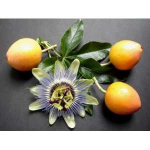 Golden Passion Fruit 100+ Qty pack seeds Passiflora Edulis 