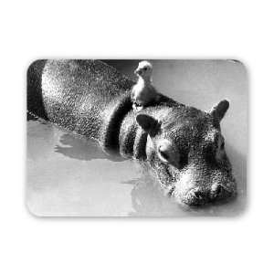  Animals Friendships. Hippo and Gosling March   Mouse Mat 